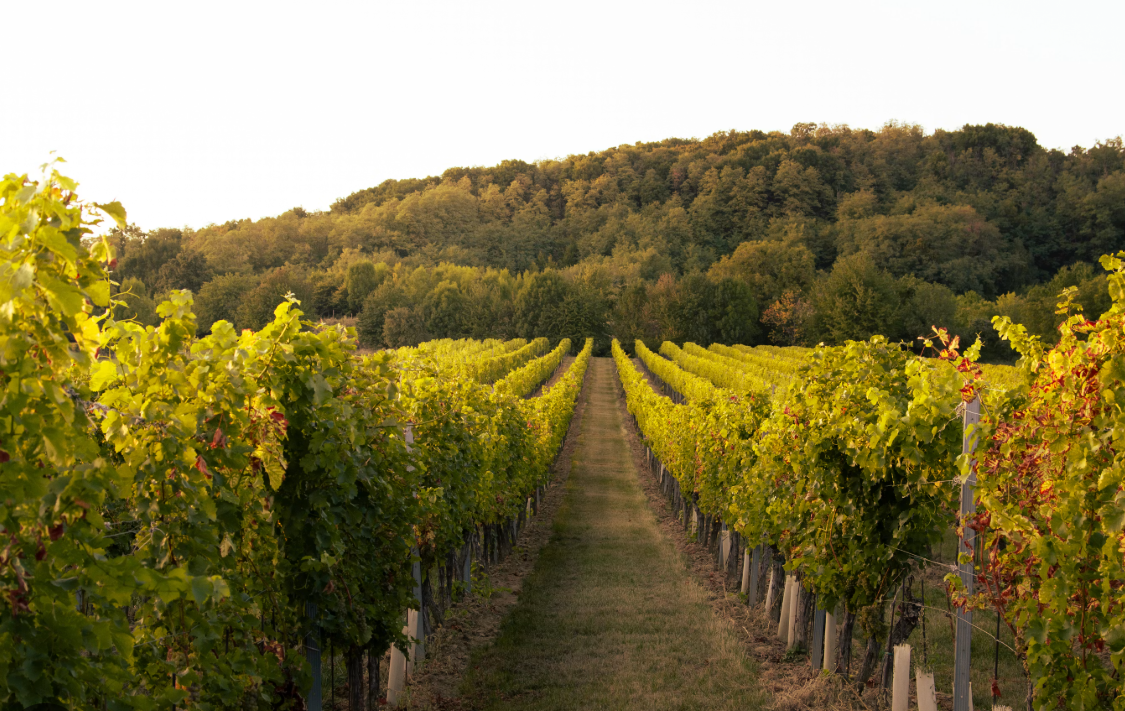 Vignoble